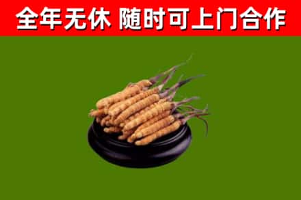 横县区烟酒回收冬虫夏草.jpg
